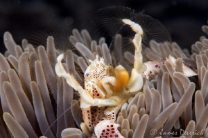 Dust Catcher / Porcelain crab filtering by James Deverich 